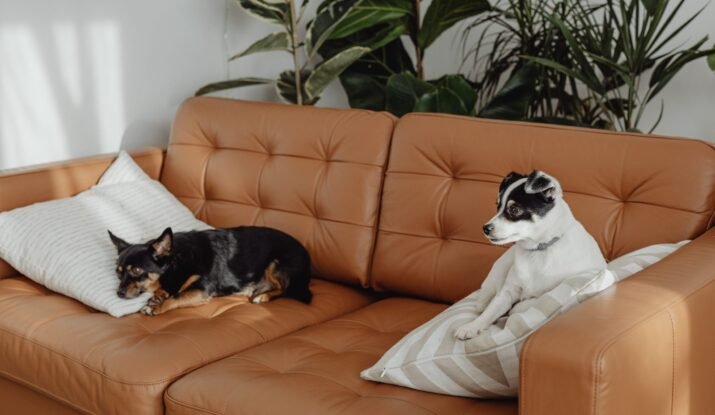 Two dogs, one black and tan and the other white with black patches, resting separately on a caramel-colored leather couch with a striped pillow, in a room with a large potted plant.