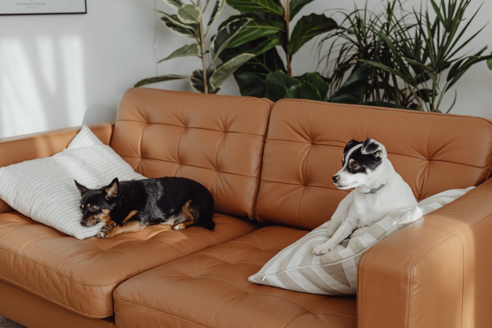 Two dogs, one black and tan and the other white with black patches, resting separately on a caramel-colored leather couch with a striped pillow, in a room with a large potted plant.
